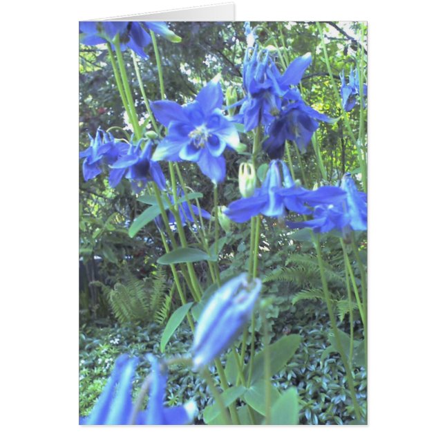 Cartão Columbines crescentes do primavera (Frente)