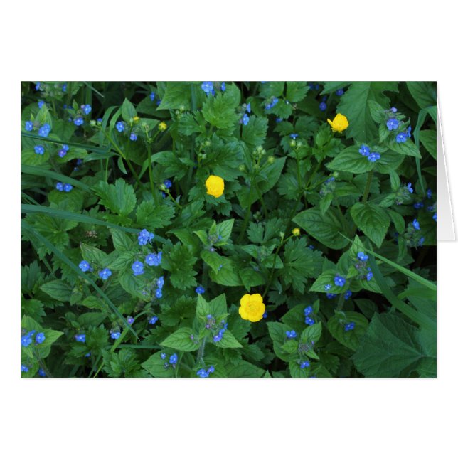 Cartão Coluna de velocidades e ampolas (Frente Horizontal)