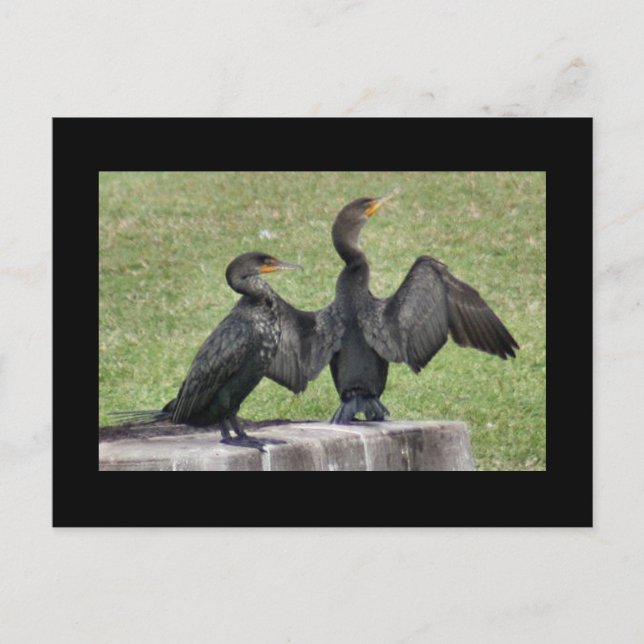 Cartão com crista dobro da foto do Cormorant (Frente)