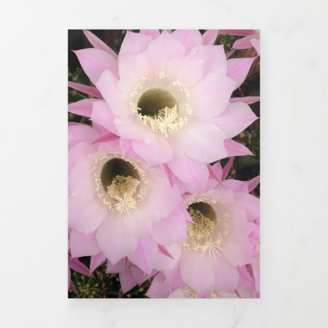 Cartão Com Dobra Tripla Pétalas cor-de-rosa do deserto (Cobrir)