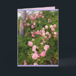 Cartão com flores de rosas Pink Rambling Roses em<br><div class="desc">Cartão de flores do Jardim de Rosas Pink Vintage Rambling Dorothy Perkins. Criado a partir de uma das minhas fotografias originais de jardim,  aproveite!</div>