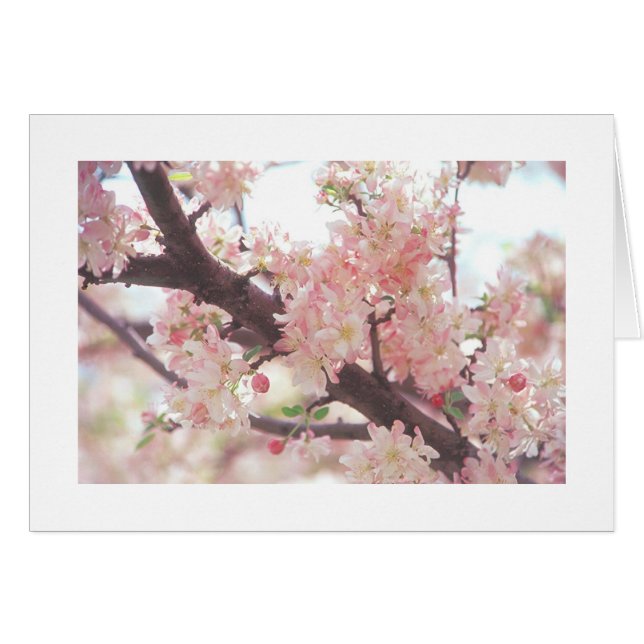 cartão com foto da ramificação da árvore florescen (Frente Horizontal)