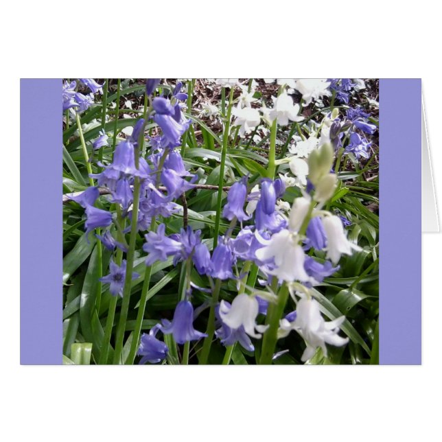 Cartão com fotos 3 dos Bluebells x (Frente horizontal)