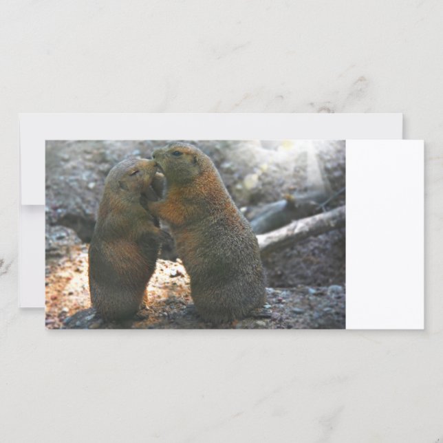 Cartão com fotos com casal marmot fofo (Frente)