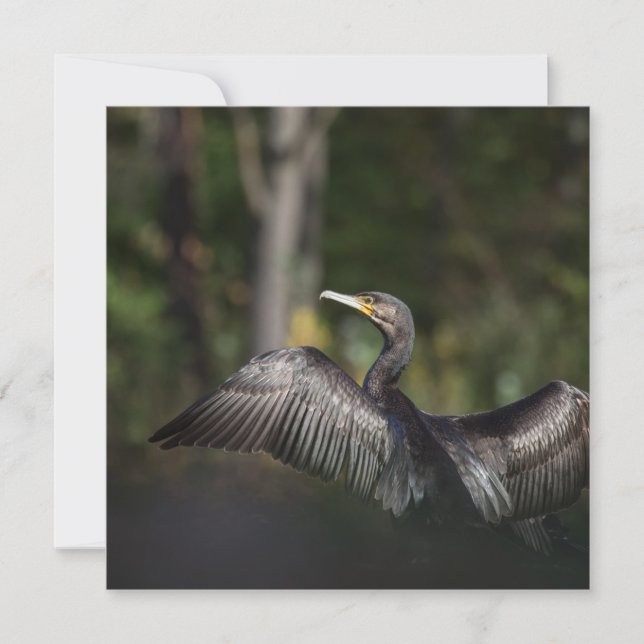 Cartão com fotos Cormorant Bird Nature (Frente)