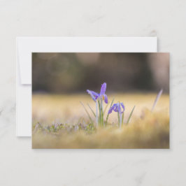 Cartão com fotos da Natureza de Crocos Roxos