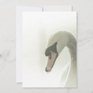 Cartão com fotos da Natureza do Cisne Branco