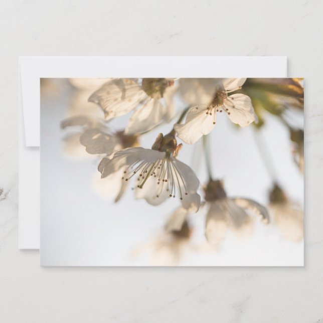 Cartão com fotos da natureza florescente da cereja (Frente)