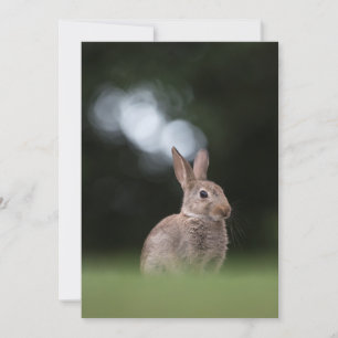 Cartão com fotos de coelho bonito