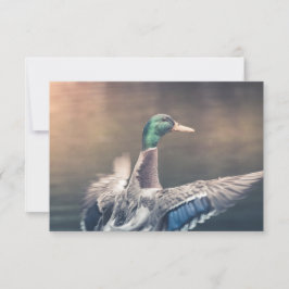 Cartão com fotos de Duck Nature