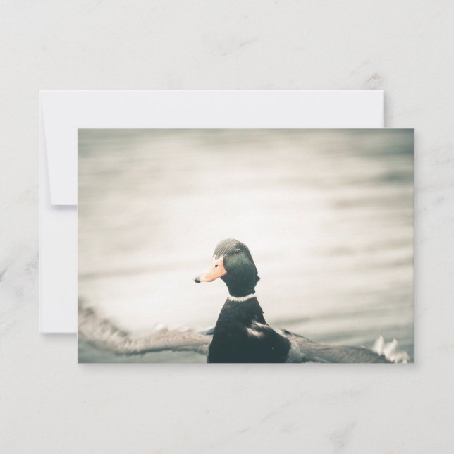 Cartão com fotos de Duck Nature (Frente)