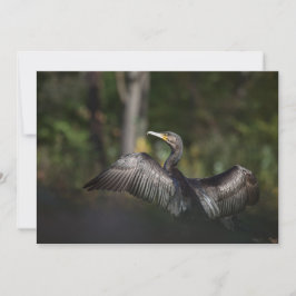 Cartão com fotos de Natureza Cormorante