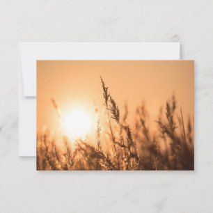 Cartão com fotos de Natureza Sunset Reed
