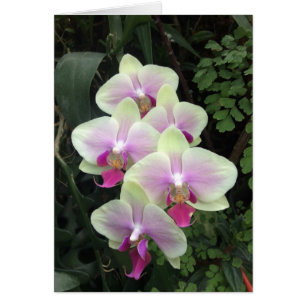 Cartão com fotos de orquídea de Singapura