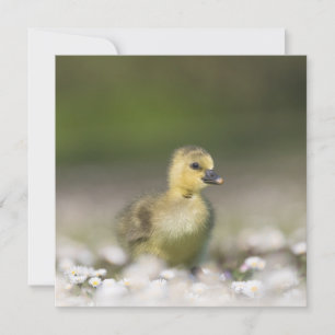 Cartão com fotos de Vida Selvagem Bonita