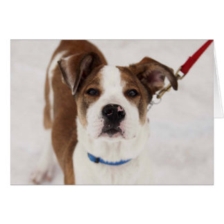 Cartão com fotos do cão - Peyton