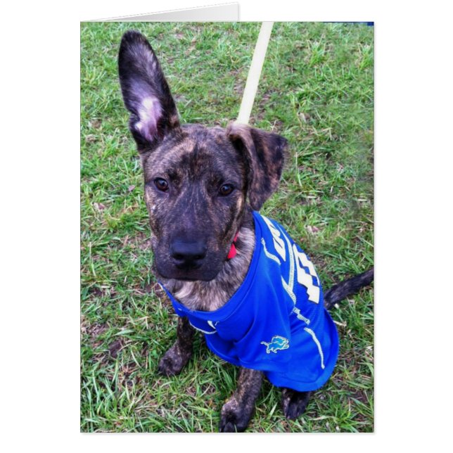 Cartão com fotos do cão - zero (Frente)