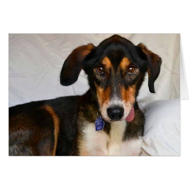 Cartão com fotos do cão - zimbro (Frente Horizontal)