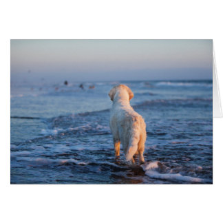 Cartão com fotos do golden retriever