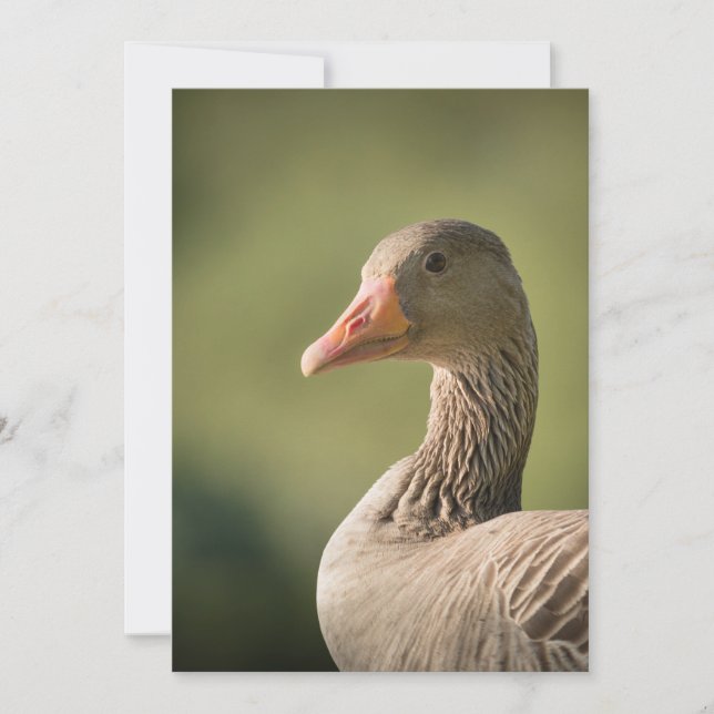 Cartão com fotos Goose Nature (Frente)