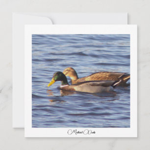 Cartão com fotos Mallard Ducks