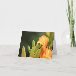 Cartão com fotos, mosca-da-orange