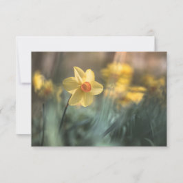 Cartão com fotos natural de Daffodil da Flor Amare