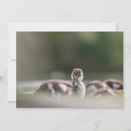 Cartão com fotos natural do Pintinho