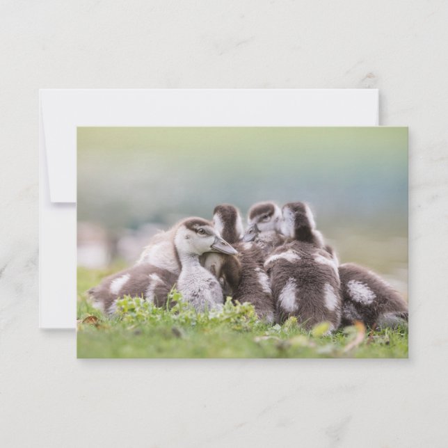 Cartão com fotos natural dos Pintinhos gansos (Frente)