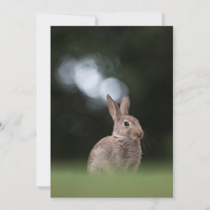 Cartão com fotos Natureza Cony da Páscoa