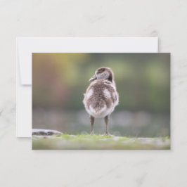 Cartão com fotos Natureza do Pintinho Goose