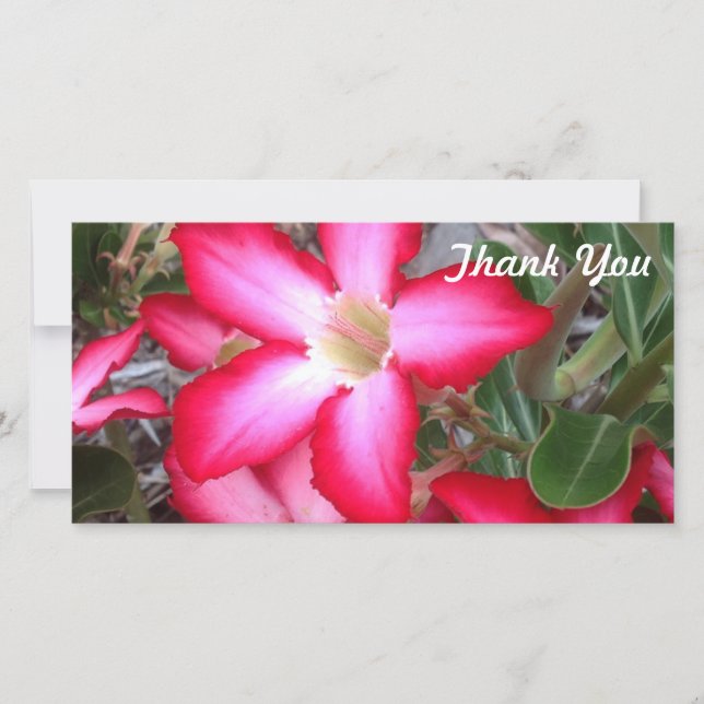 Cartão com fotos Obrigado - Rosa do deserto (Frente)