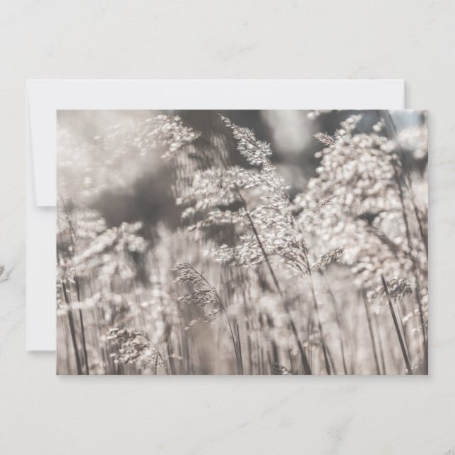 Cartão com fotos Reed Nature (Frente)