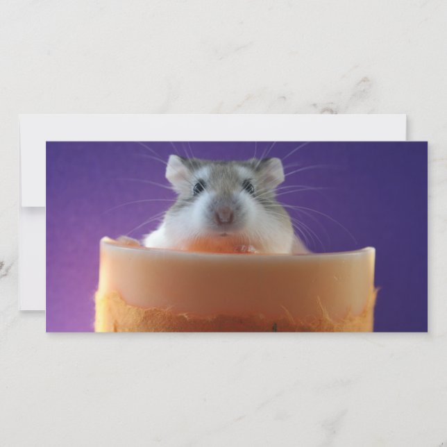 Cartão com fotos Roborovksi Hamster (Frente)