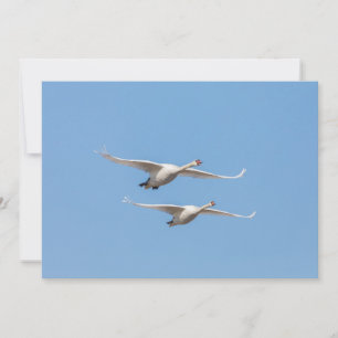 Cartão com fotos Swans Nature