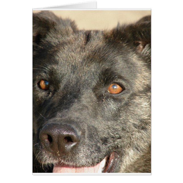 Cartão Combinação de german shepherd (Frente)