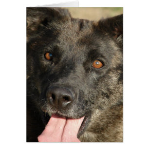 Cartão Combinação de german shepherd