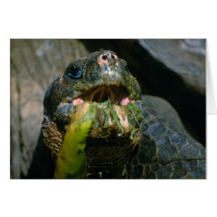 Cartão Comedor superficial