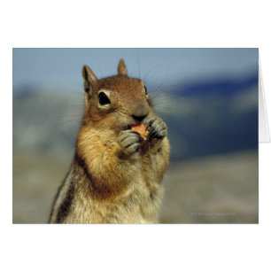Cartão Comida de esquilo