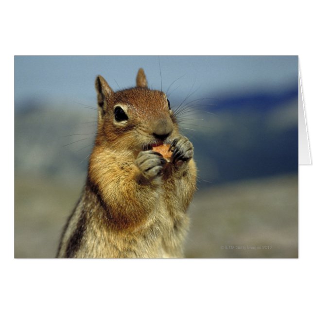 Cartão Comida de esquilo (Frente Horizontal)
