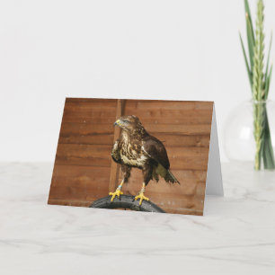 Cartão Common Buzzard Bird of Prey