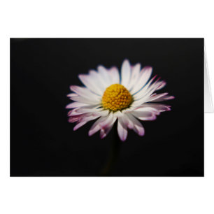 Cartão Common Daisy gcn