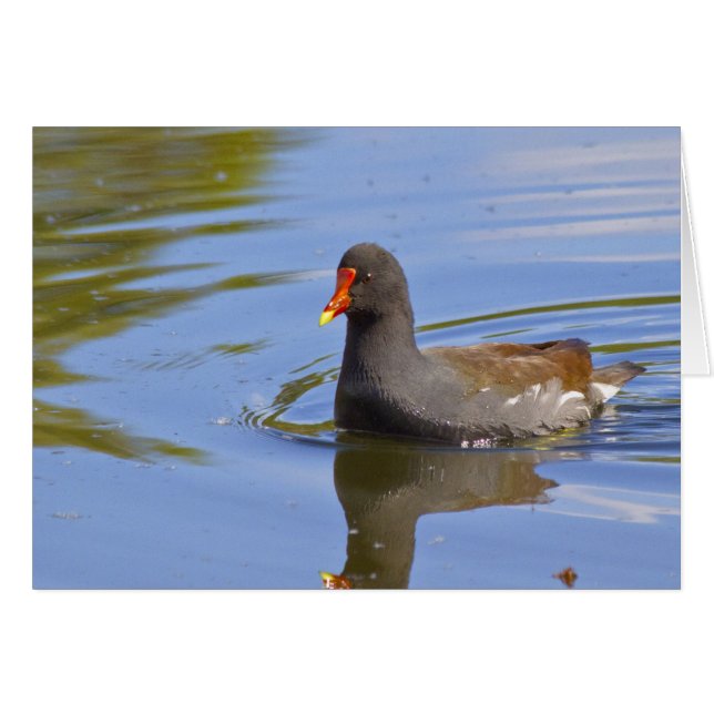 Cartão Common Moorhen (Frente Horizontal)