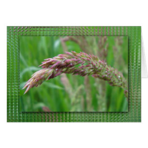 Cartão Como a grama cresce