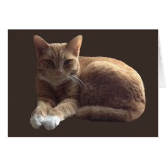 Cartão Comprimido de laranja com gato branco