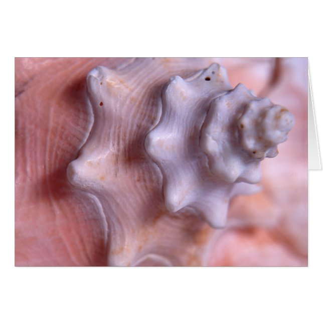 Cartão Conch de espiralamento (Frente Horizontal)
