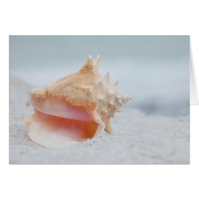 Cartão Conch Shell (Frente Horizontal)