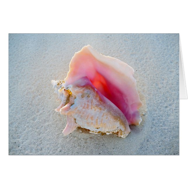 Cartão Conch Shell da rainha na praia de Bahamas (Frente Horizontal)