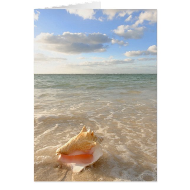 Cartão Conch Shell Em Areia Na Praia Tropical (Frente)