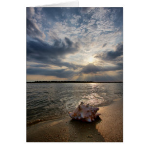 Cartão Conch Shell Na Praia   Rua Augustine, Fl